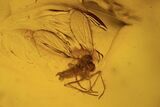 Fossil Flies (Family Psychodidae) In Baltic Amber #109392-2